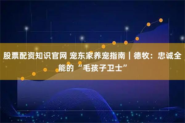 股票配资知识官网 宠东家养宠指南｜德牧：忠诚全能的 “毛孩子卫士”