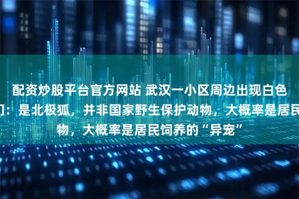 配资炒股平台官方网站 武汉一小区周边出现白色狐狸，相关部门：是北极狐，并非国家野生保护动物，大概率是居民饲养的“异宠”